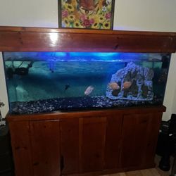 Fish Tank 