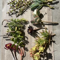 Succulent Cuttings 20+ Pieces 