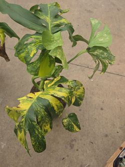 Monstera yellow Marilyn.