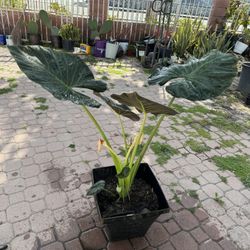 Beautiful Elephant Ear