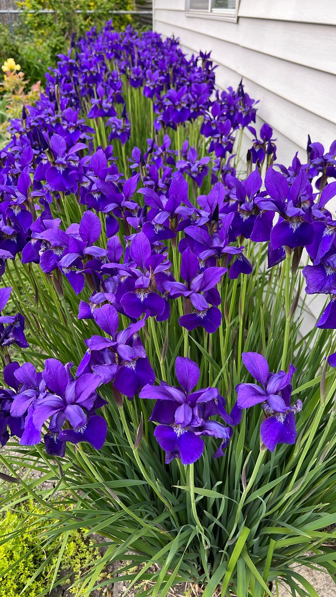 Soon To Bloom Live Siberian Iris Plants, Perennial Outdoor Plants, in 10” Planter, Purple Flowers