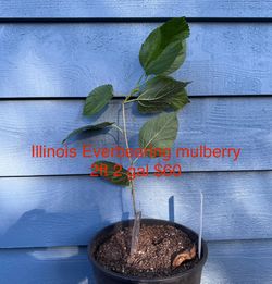 Illinois Everbearing mulberry tree