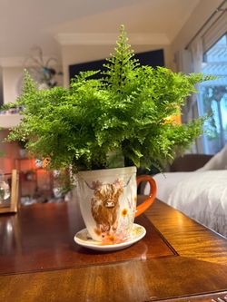 Highland Cow Planter with Live Fern & Saucer