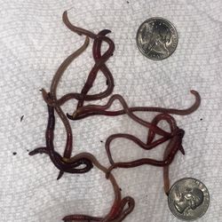 Live European Nightcrawlers – Medium – Fishing & Compost – Local