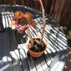 Cacti/Succulent 