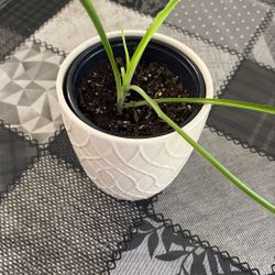 Spider Plant 