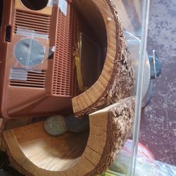 All Kinds Of Stuff For A Bearded Dragon Pet