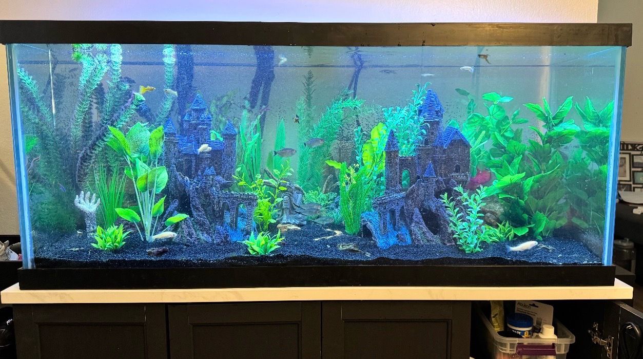 75 gallon fish tank
