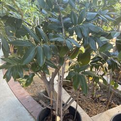 Longan Tree- Flowering