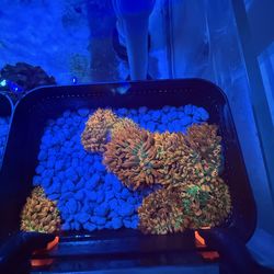 Fake bubble tip anemones for sale  $25 each