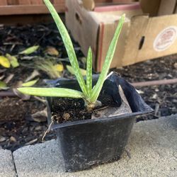 2$ Aloe vera Plant