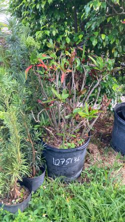 Plantas