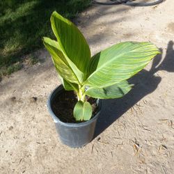 Orange Flower Canna  Lily  $10