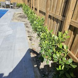 Clusias Only $10 Sembradas Installed Planted Same Day Transportation 