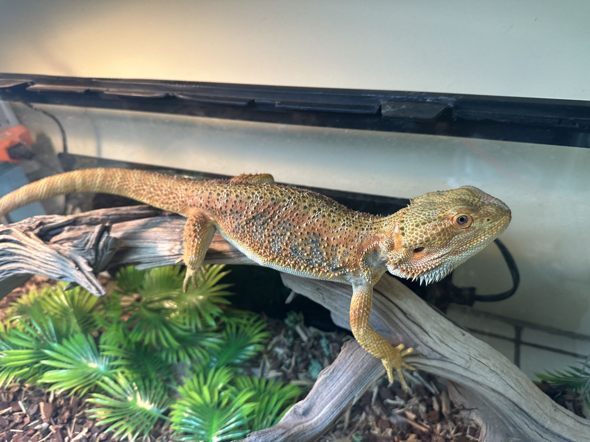 Bearded Dragon With Setup