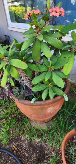 Planta corona de cristo