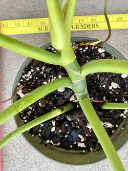 philodendron frydek Alocasia Micholitziana 'Frydek' Size 6 Pot
