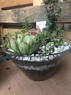Succulents $25