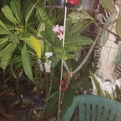 Plumeria plants