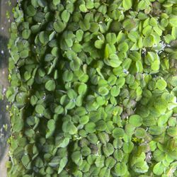 Aquarium Floating Plants 