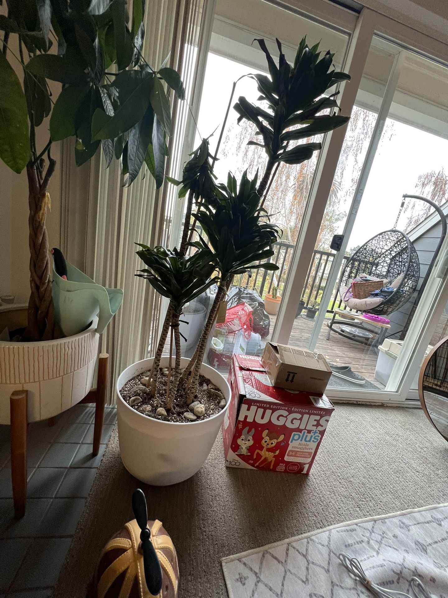 Dracaena fragrans Plant - Indoor Plant