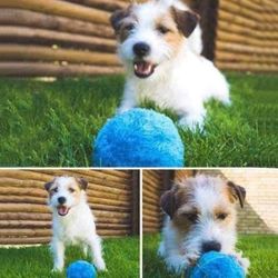 NEW Blue Fluffy Self Rolling Auto Pet Ball
