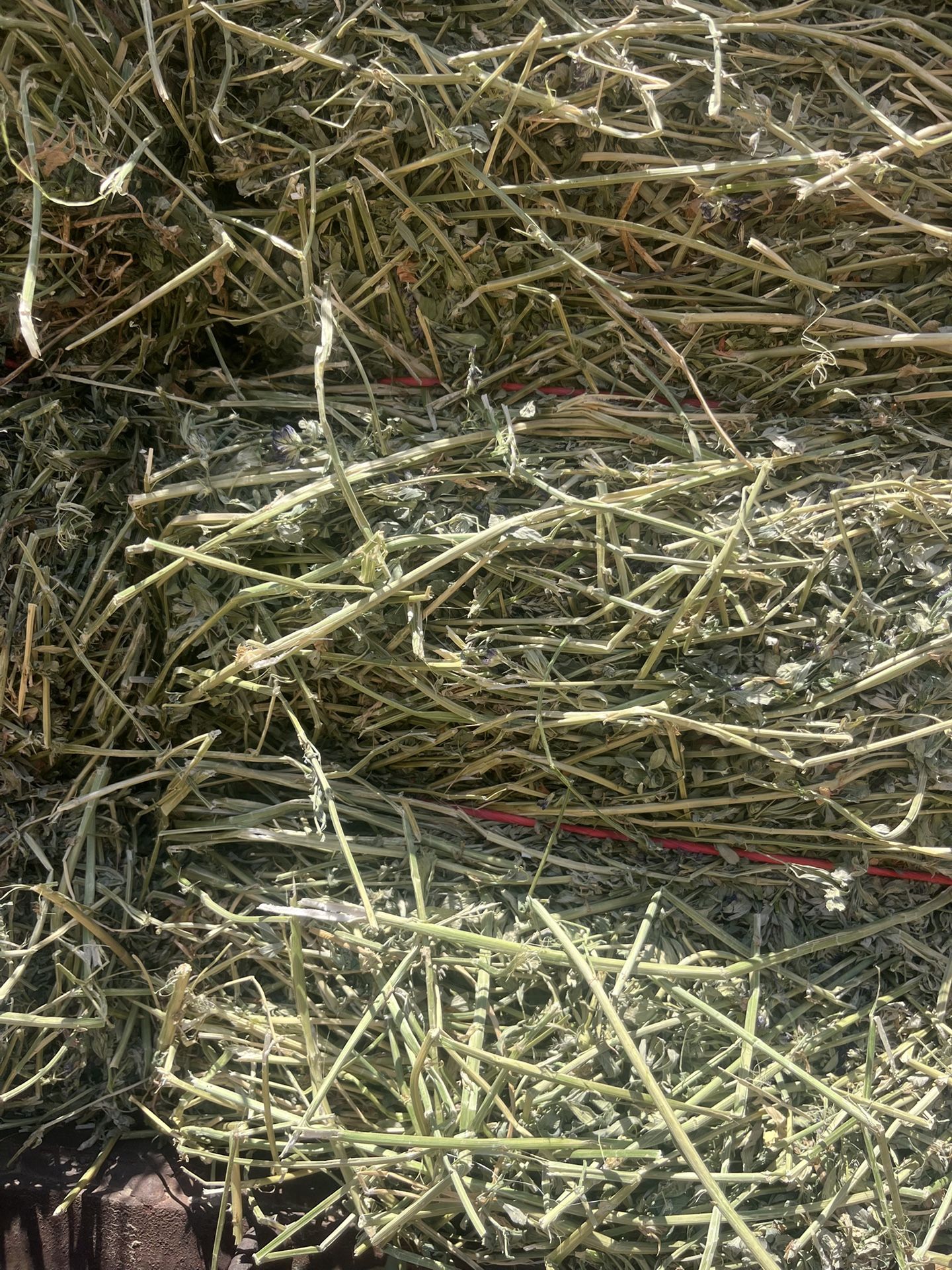 Alfalfa