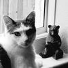 Tabby