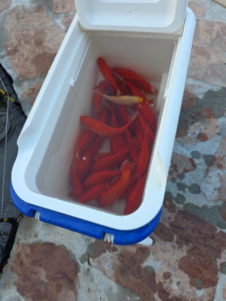 gold fish
