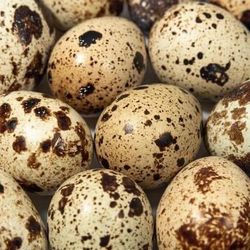 Fresh Quail Eggs 🥚 $4/dozen (Corona)