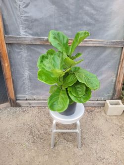 Fiddle Leaf Plant 2.5' to 3' Tall 10" Nursery Pot