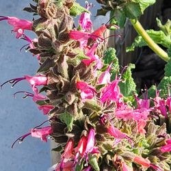 Hummingbird Sage 
(Salvia spathacea)