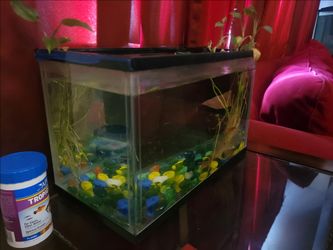 10 Gallon Fish Tank with Good Filter