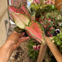 Aglanoema plant 4” pot