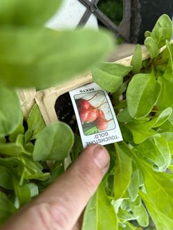 Winter veggies 5$ each sixpack