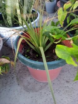 Baby Ponytail Palm In A Pot $9