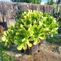 Suculent Plant