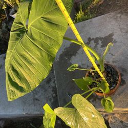 Alocasia Odora Over 2ft 