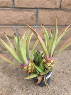 Succulent plant
