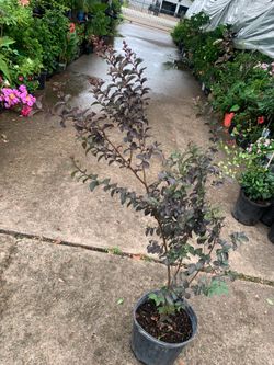Black Diamond purple crape Myrtle tree