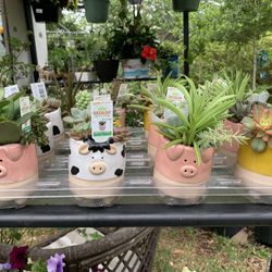 Succulent Mix