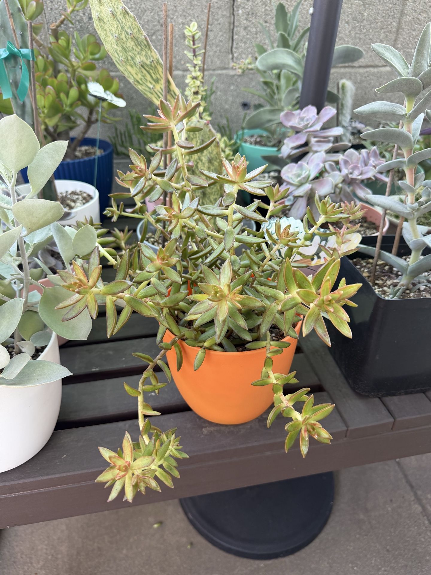 $10 Succulent Plants