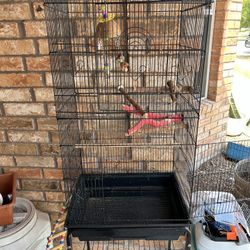 Bird Cage 