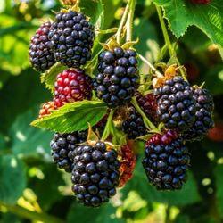 Blackberry Tree
