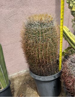 Fero Cactus California Barrel Cactus