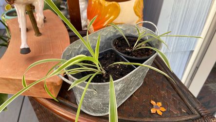 Spider Plants in Galvanized Metal Caddy