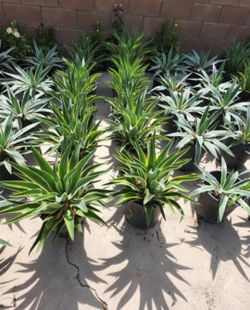 Plantas, Gran Venta Hoy.