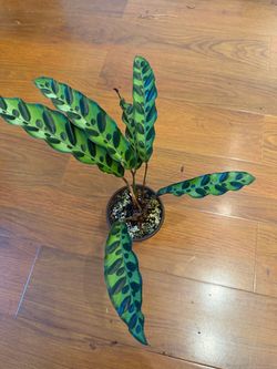 Calathea Rattlesnake Plant
