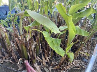 Plantas De Banana