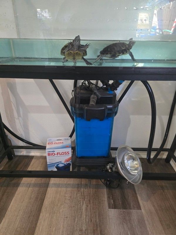 Un Tanque Con Dos Tortugas